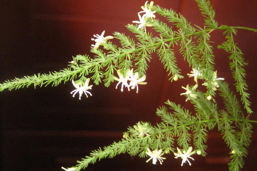 文竹开花寓意什么兆头，文竹开花的民间说法