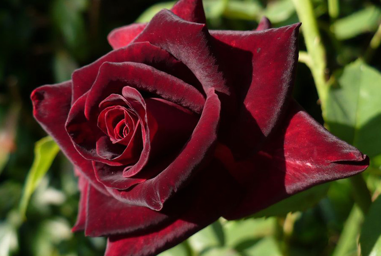 黑玫瑰的花语是什么，黑玫瑰的寓意和象征