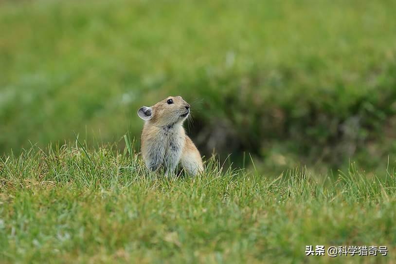 国内什么物种泛滥，中国泛滥成灾的物种