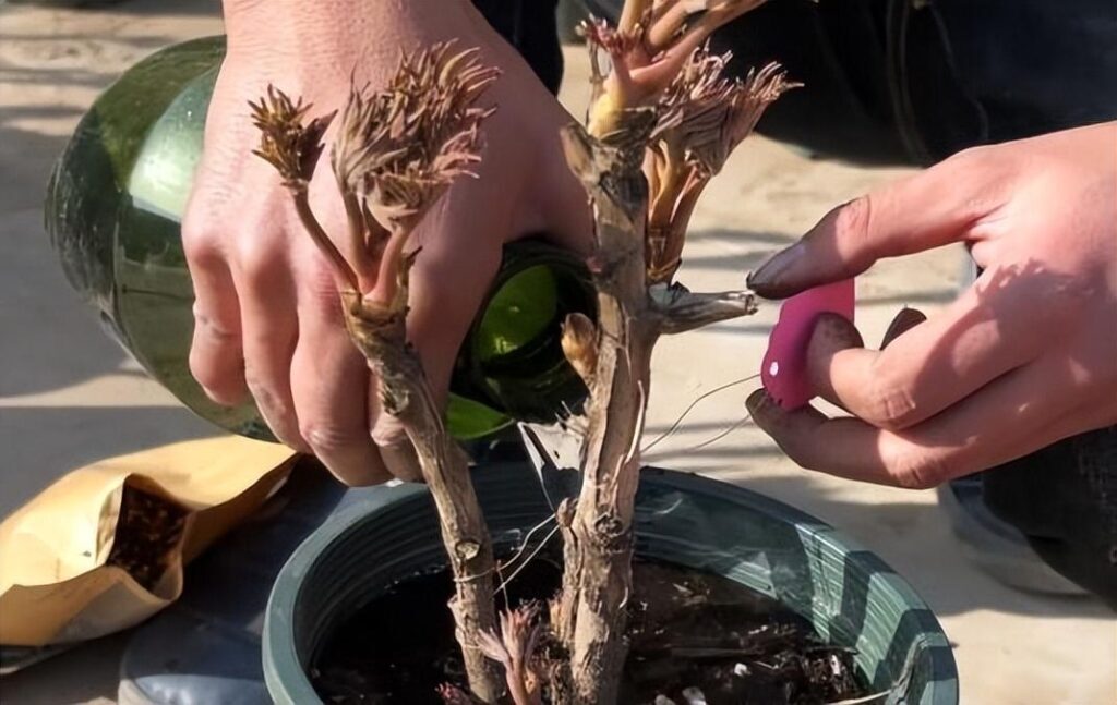 牡丹花怎么种，牡丹树苗的栽培技术