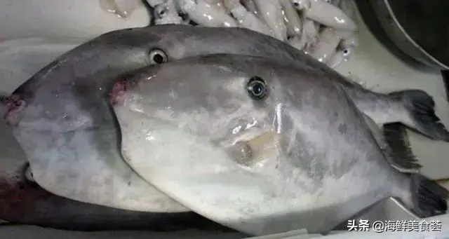 白丁鱼是什么鱼，常见的海鱼简介