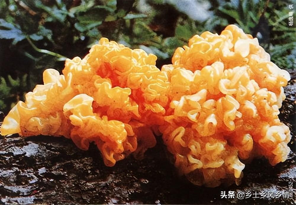 金耳菌种植风险有多大？金耳菌的种植方法与管理