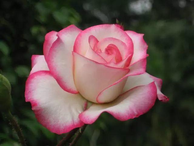 花中皇后是什么花，花中皇后是玫瑰还是月季