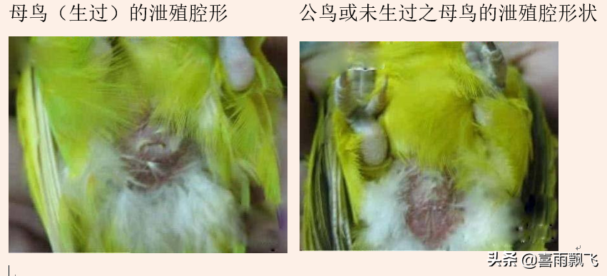 牡丹鹦鹉怎么分辨公母，鹦鹉分公母最简单的办法