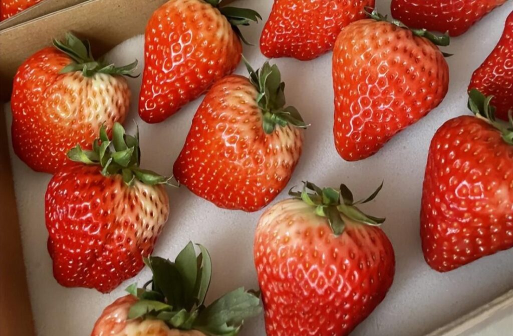 种草莓的步骤有哪些，种草莓的技巧和正确方式