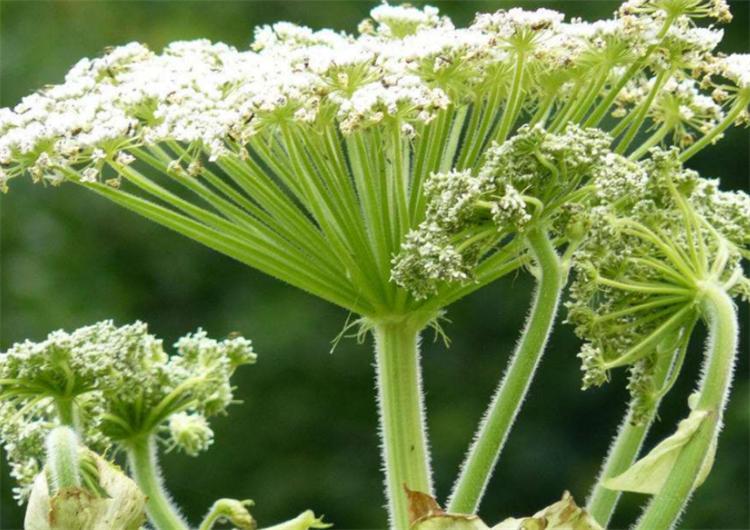 白芷什么时候种植最佳，白芷的种植方法及条件