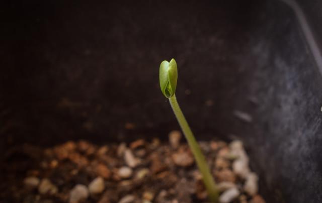 碧玉怎么养长得最快 ，碧玉种植养护技巧