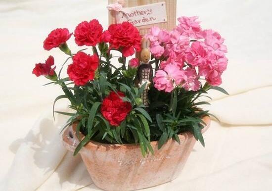 康乃馨花怎么养，康乃馨的养殖方法和浇水