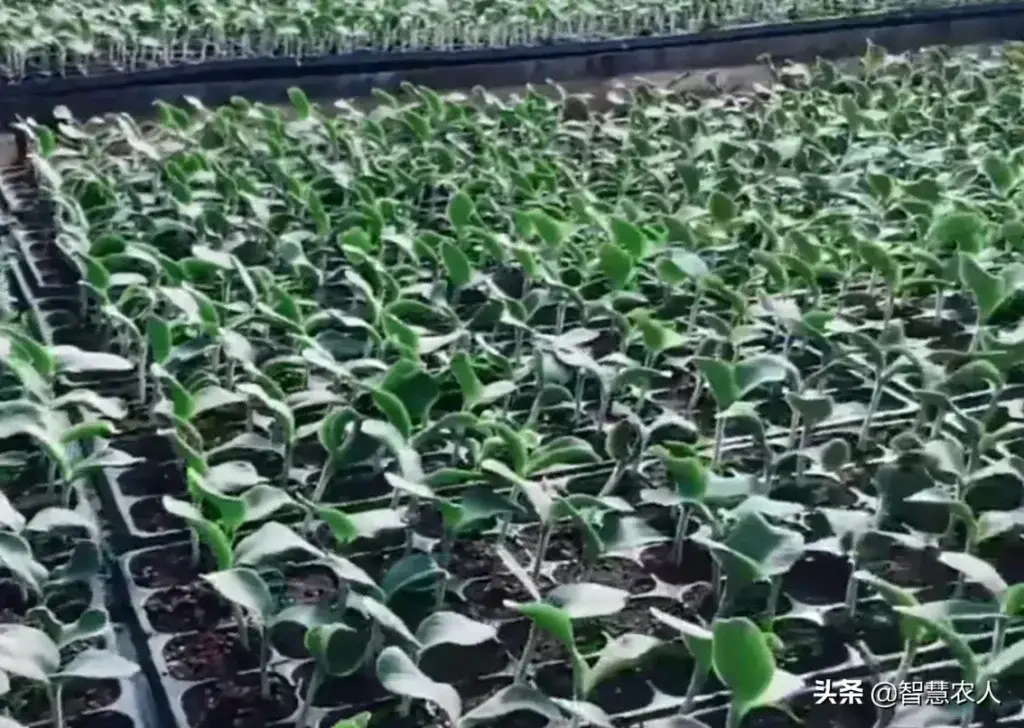 无籽西瓜是怎么培育的，无籽西瓜是杂交出来的吗