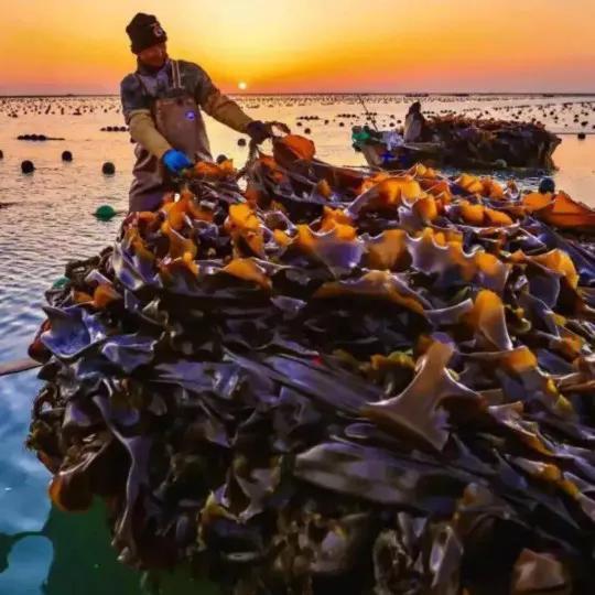 海带产地在哪里，海带如何养殖和繁殖的