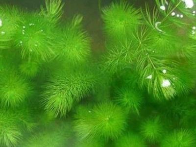 金鱼藻怎么种植，金鱼藻种植方法介绍