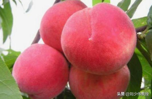 桃子属于什么类水果，桃子成熟的季节