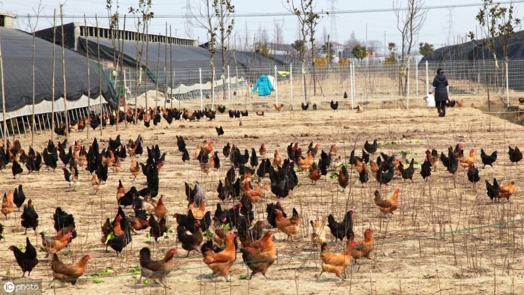 柴鸡养殖前景如何 ，散养柴鸡的养殖技术