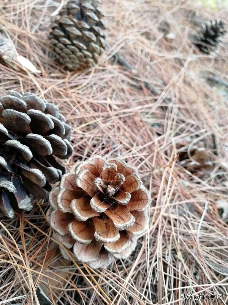 松树的作用是什么，松树有哪些作用和用途