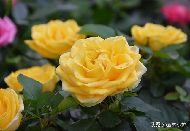 一年四季都开花的花有哪些，四季开花的10种花