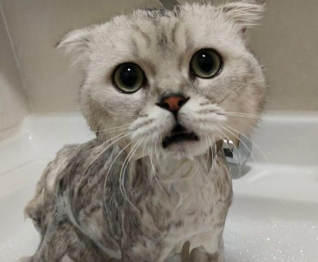 猫咪可以经常洗澡吗，给小猫洗澡怎么洗