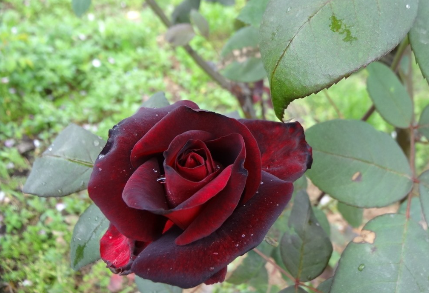 黑玫瑰的花语是什么，黑玫瑰的寓意和象征