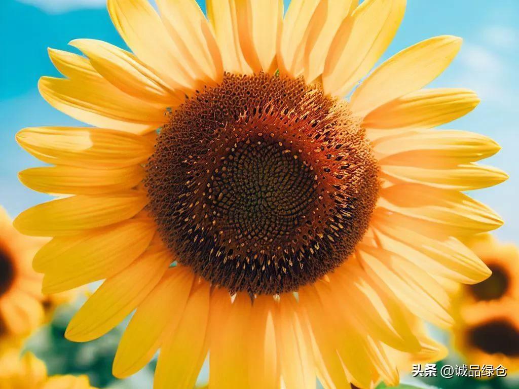 太阳花象征着什么意义，太阳花的寓意和象征意义