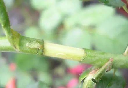 花中皇后是什么花，花中皇后是玫瑰还是月季