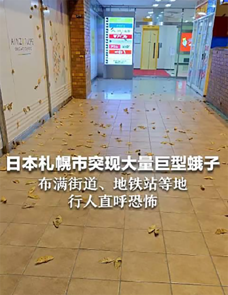 出现大量的飞蛾是什么原因，飞蛾预兆好事还是坏事