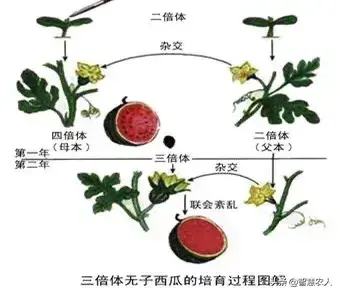 无籽西瓜是怎么培育的，无籽西瓜是杂交出来的吗