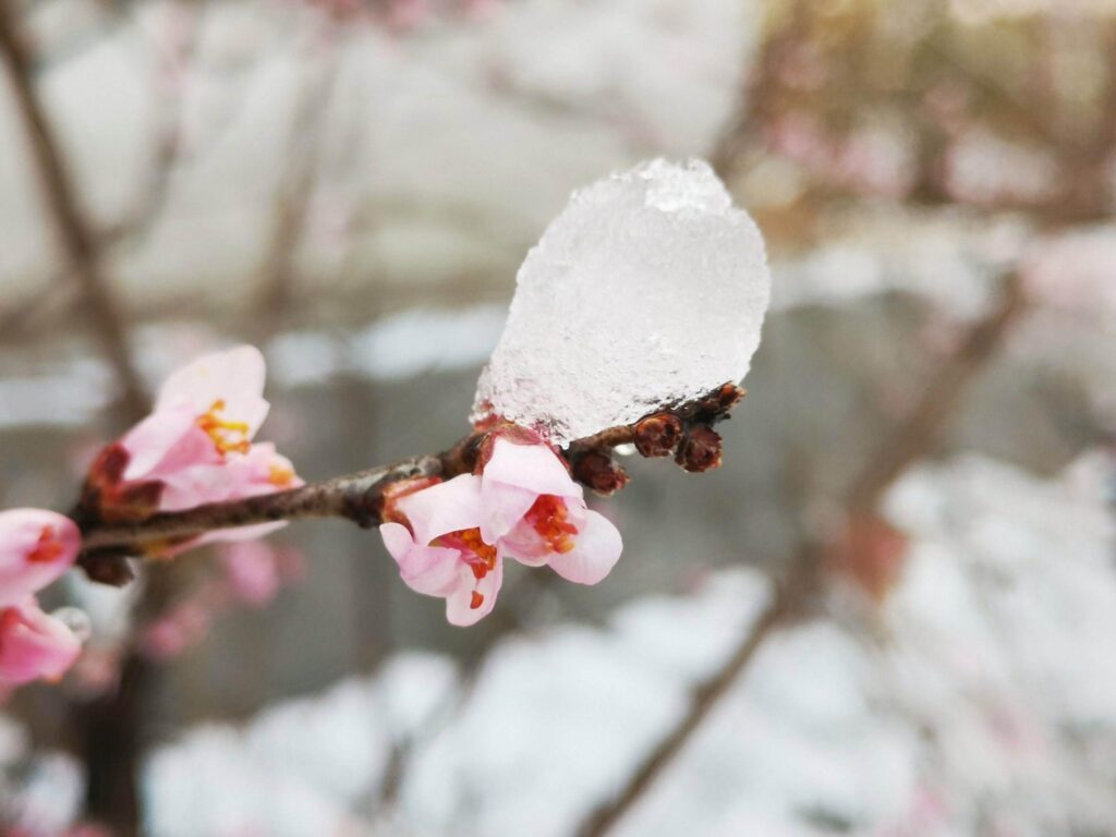 春雪古诗有哪些 ，最美春雪诗词推荐