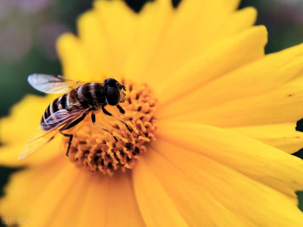 蜜蜂最怕什么农药，蜜蜂最怕什么气味