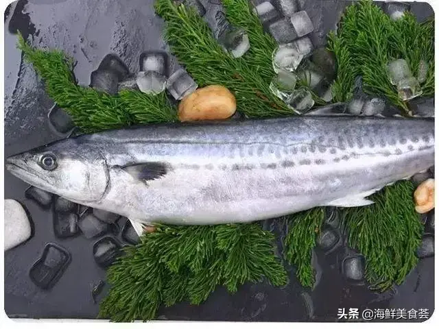 白丁鱼是什么鱼，常见的海鱼简介