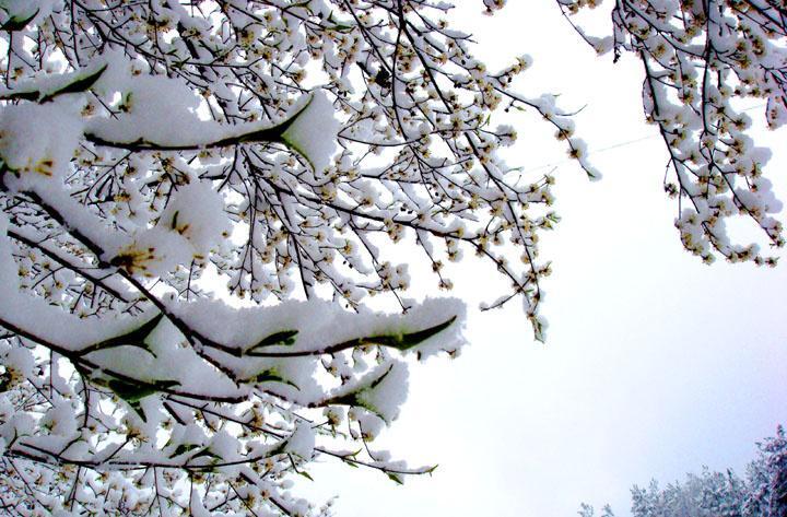 春雪古诗有哪些 ，最美春雪诗词推荐