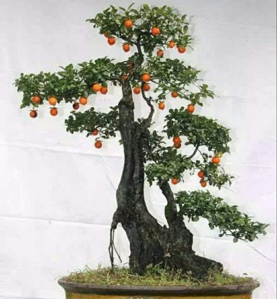 金弹子挂果后能换盆吗，金弹子什么时间换盆最好