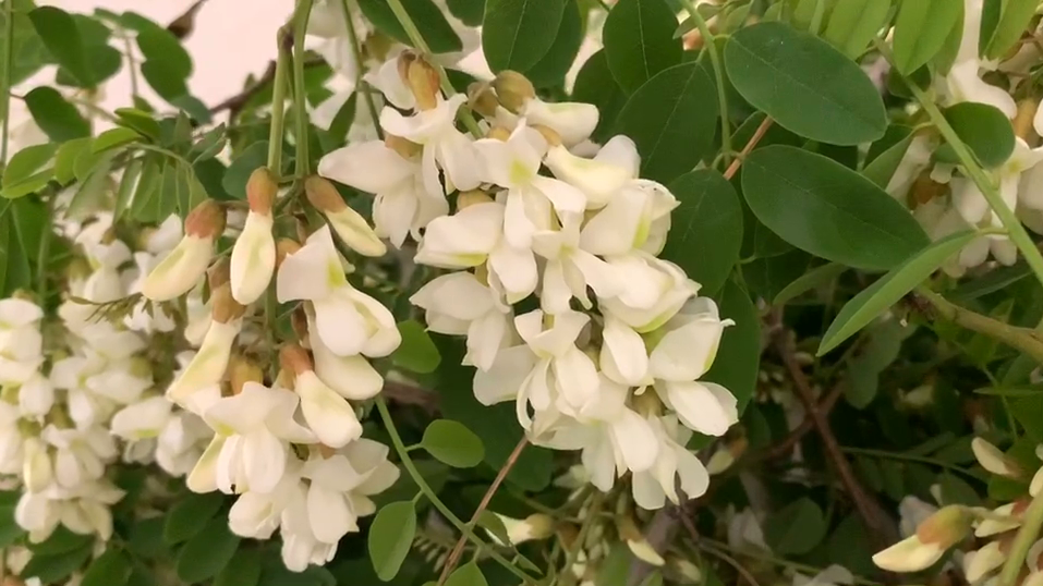 洋槐花怎么保存，槐花储存的最佳方法