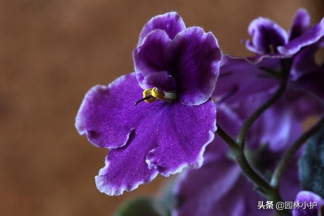 一年四季都开花的花有哪些，四季开花的10种花