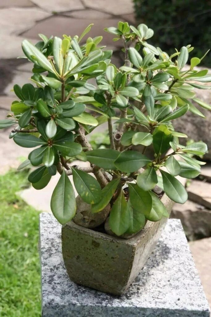 杜鹃花养殖用什么土，杜鹃种植最佳配土