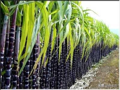 甘蔗的产地是哪里 ，中国甘蔗最大产区