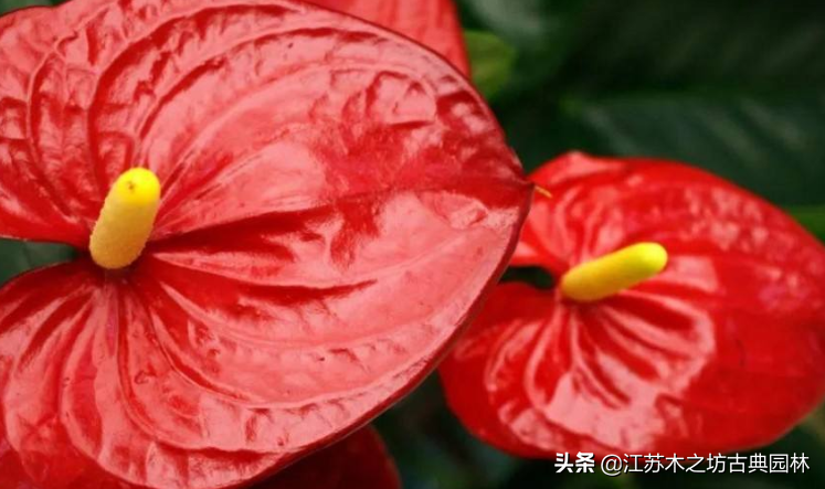 红掌养殖需要注意什么，红掌的家庭养殖技巧