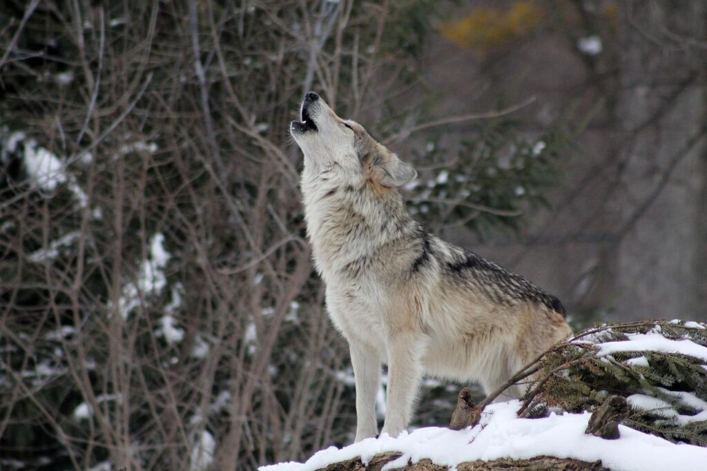 白眼狼的典故是什么，形容白眼狼的典故