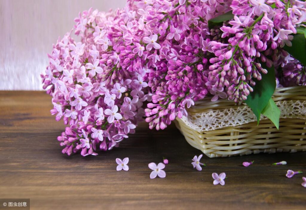 丁香花几月份开花，丁香花的寓意和象征