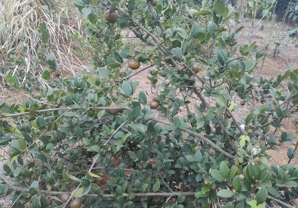 茶油多少钱一斤？茶油的作用与功效