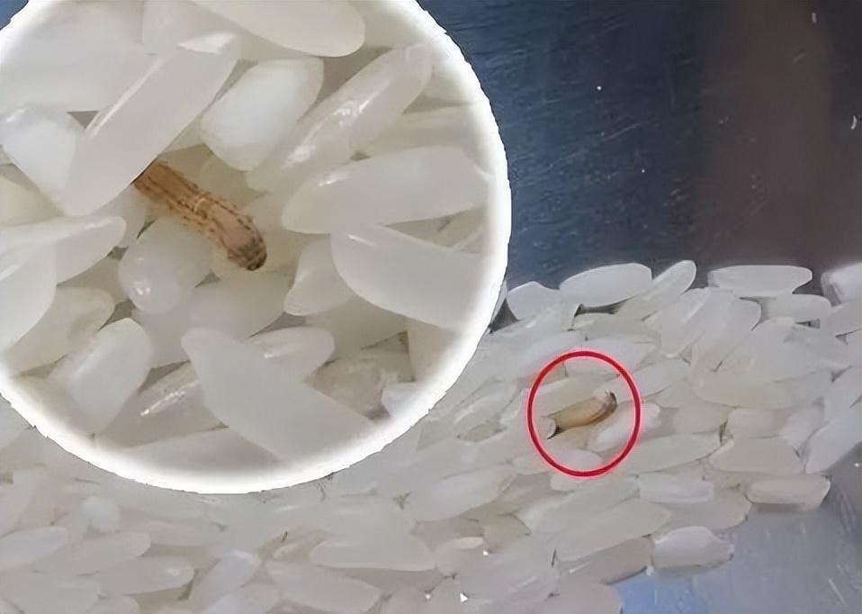米虫是什么意思？米虫是怎么长出来的？