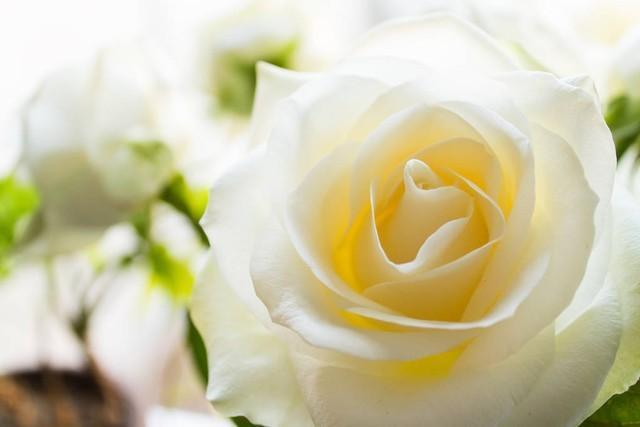 山茶花为何读不懂白玫瑰？山茶花和白玫瑰的象征意义