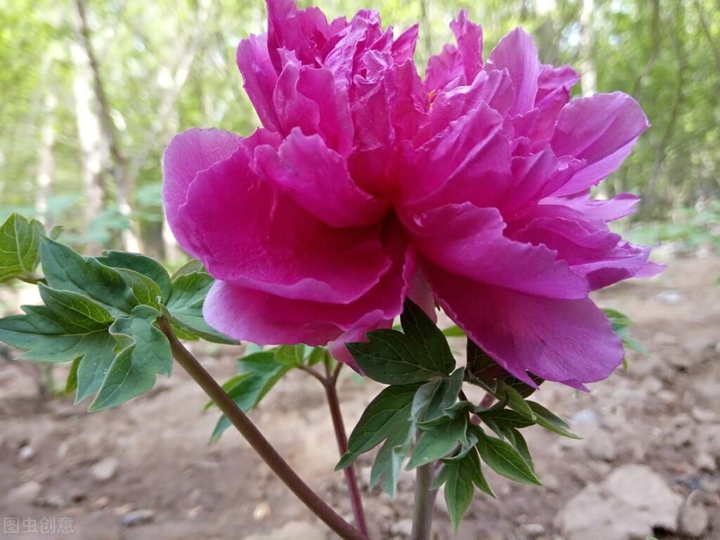 如何种植牡丹？牡丹的栽培管理技术要点