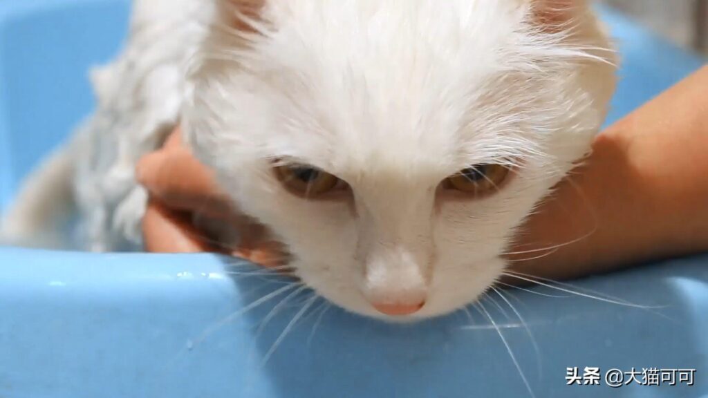 猫咪需要经常洗澡吗？室内养猫多久洗澡一次？