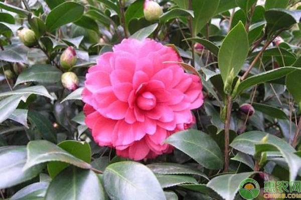 茶花小苗价格多少？茶花小苗几年才能长大？