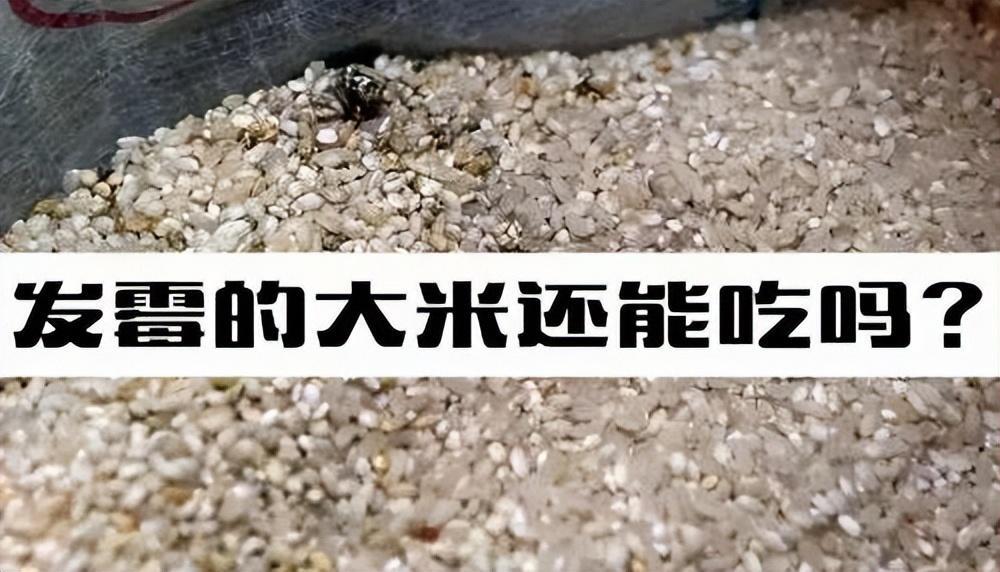 大米发霉怎么处理？如何判断大米是否发霉？