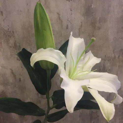 百合花的寓意有什么？百合花有什么象征意义？