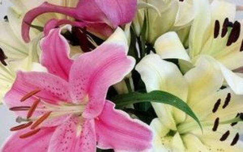 百合花的寓意有什么？百合花有什么象征意义？