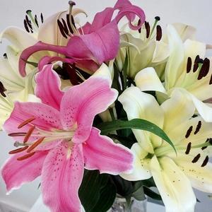 百合花的寓意有什么？百合花有什么象征意义？