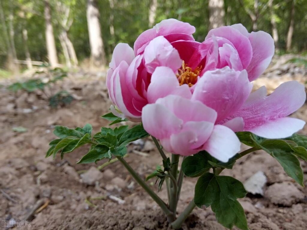 如何种植牡丹？牡丹的栽培管理技术要点