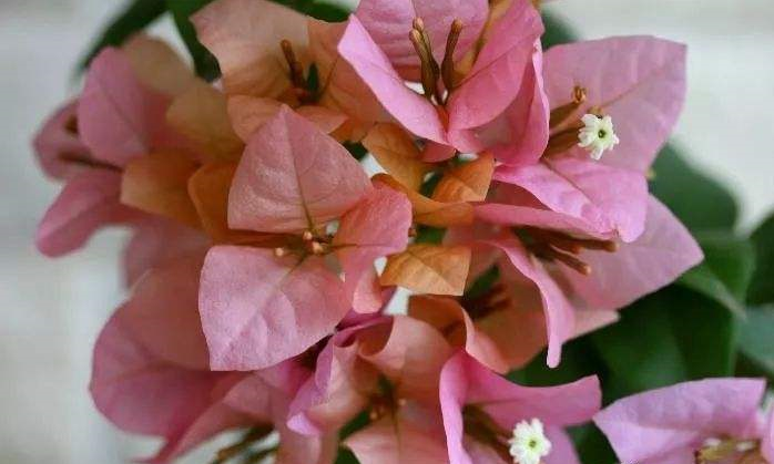 三角梅最勤花的是哪个品种？三角梅最勤花的品种