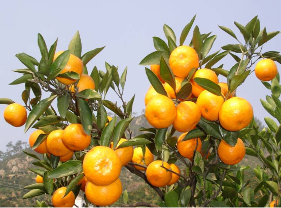 今年橘子怎么这么便宜？2023年柑橘行情分析